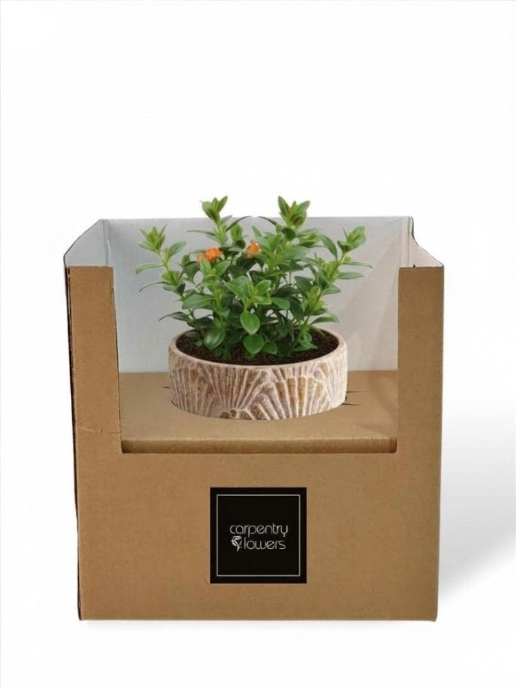 Golden Fin Potted Plant gift delivery Kuala Lumpur & Selangor