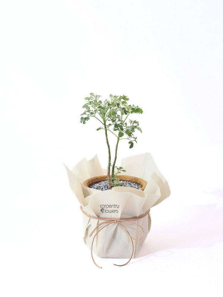 
                      
                        Goldie Blush Potted Plant Gift
                      
                    