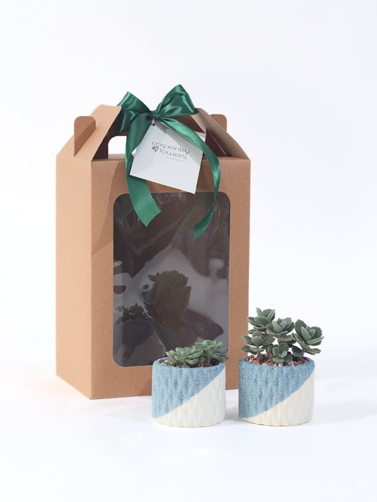 Graceful-Potted Plant Gift Delivery KL