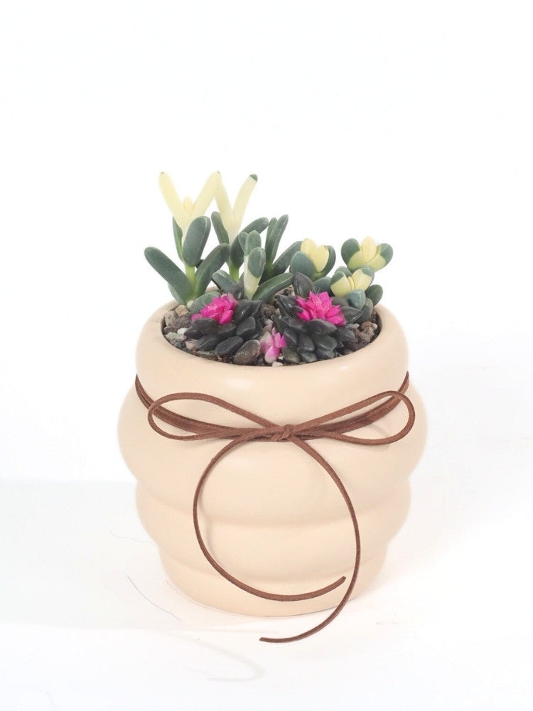 Little Joys Potted Plant Gift delivery Kuala Lumpur & Selangor