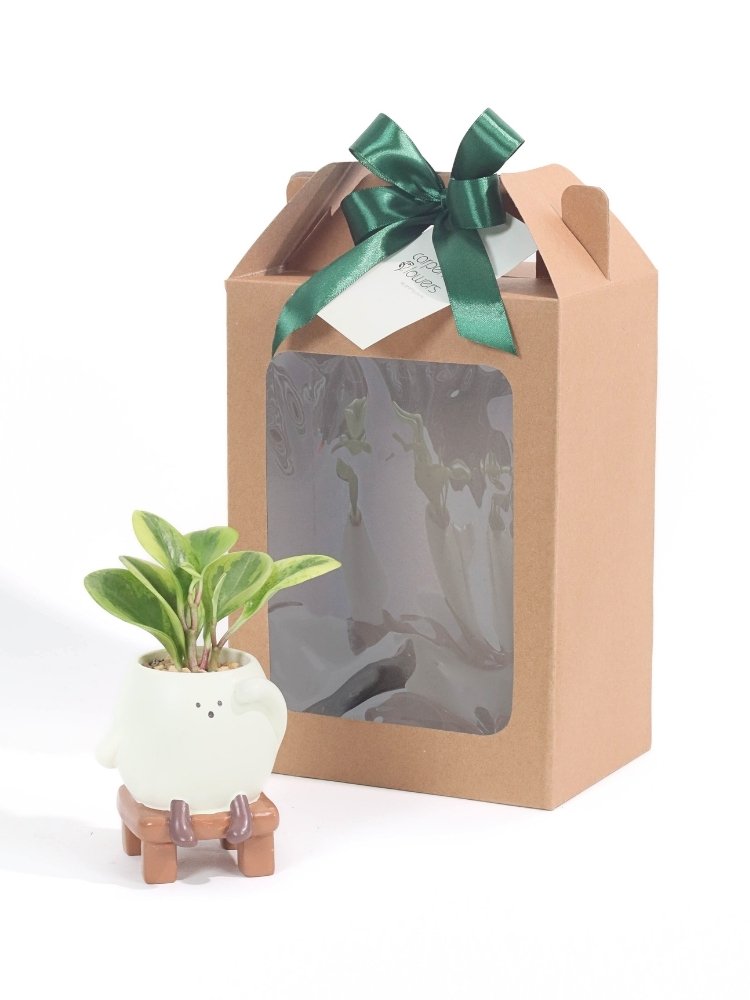 Little Sprout Plant Gift delivery Kuala Lumpur & Selangor