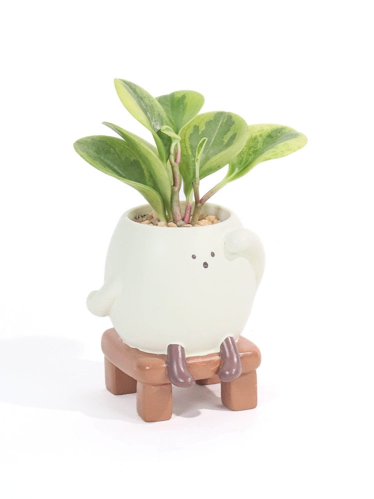 Little Sprout Potted Plant Gift delivery Kuala Lumpur & Selangor