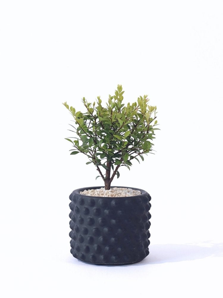 
                      
                        Midnight Grove Potted Plant delivery KL
                      
                    