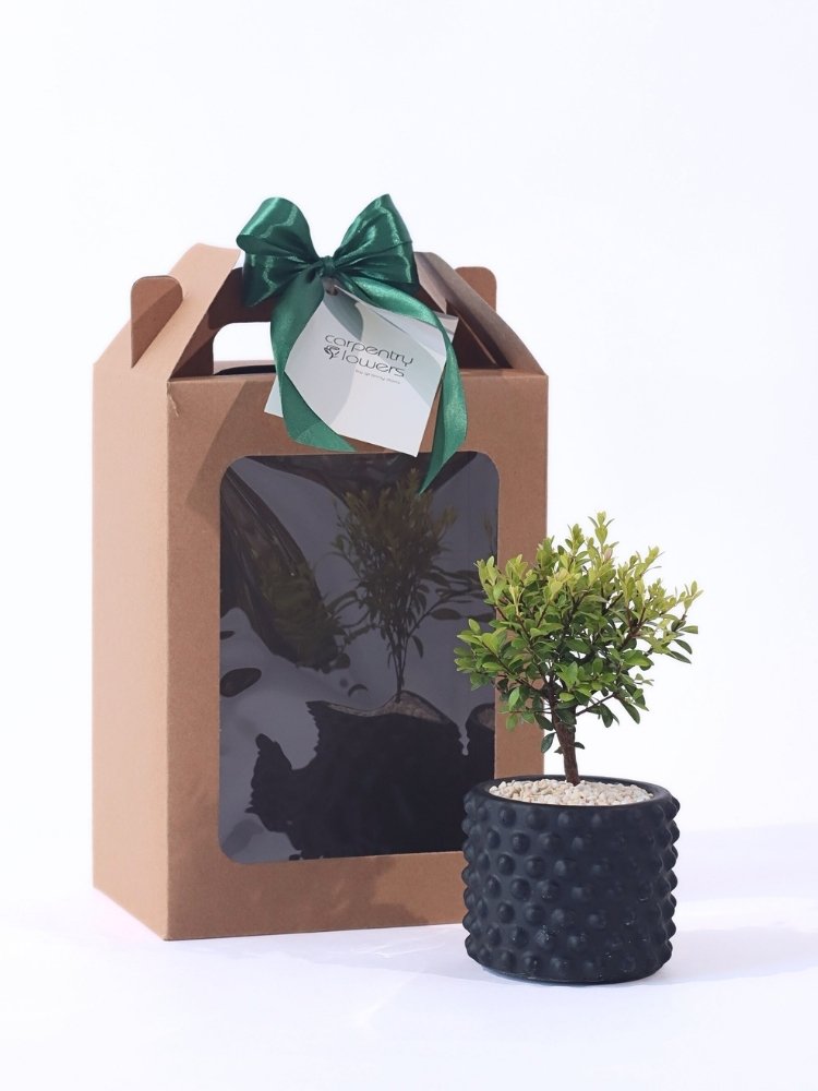 Midnight Grove Potted Plant Gift delivery KL