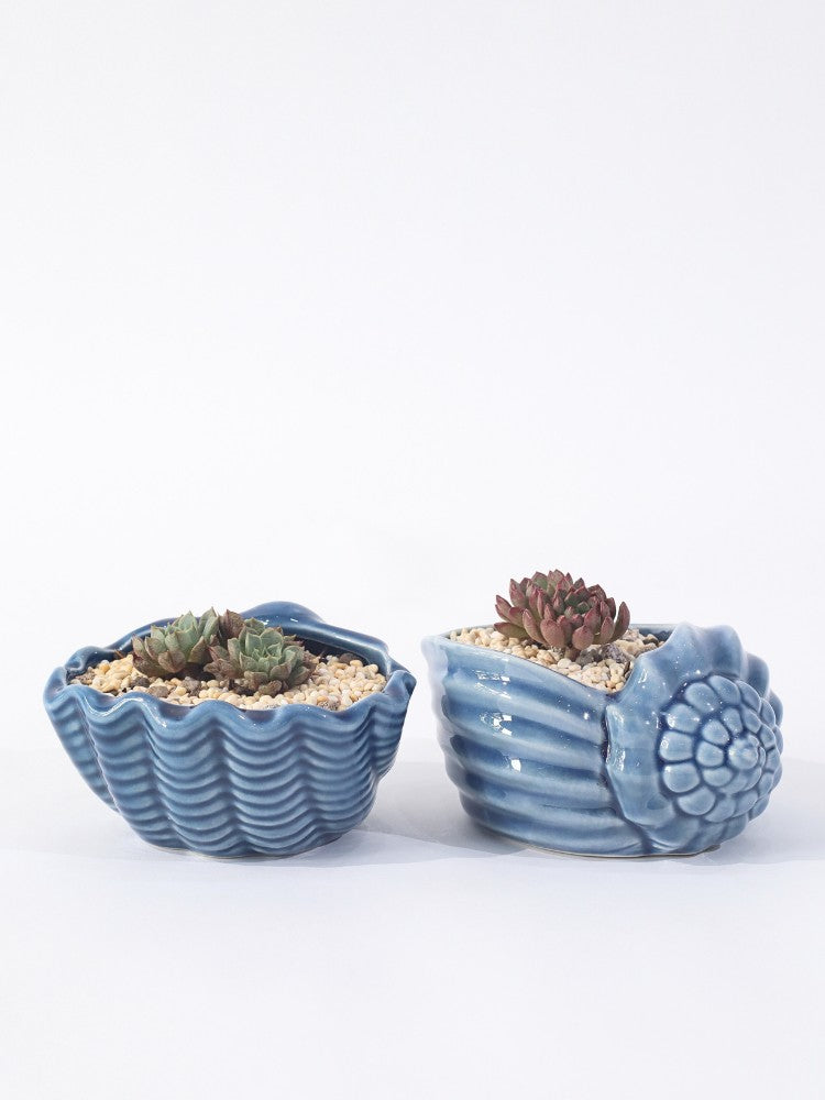 Ocean Breeze_Potted Plant Gift