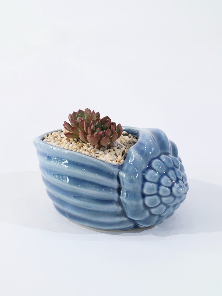 
                      
                        Ocean Breeze - Plant Gift
                      
                    