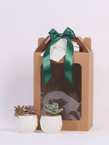  Pastel & Peace_Plant Gift Delivery KL
