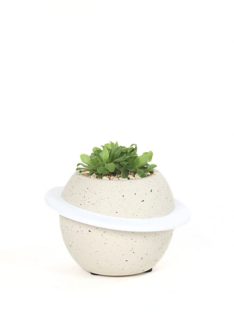 Sunlit Bloom - Plant Gift