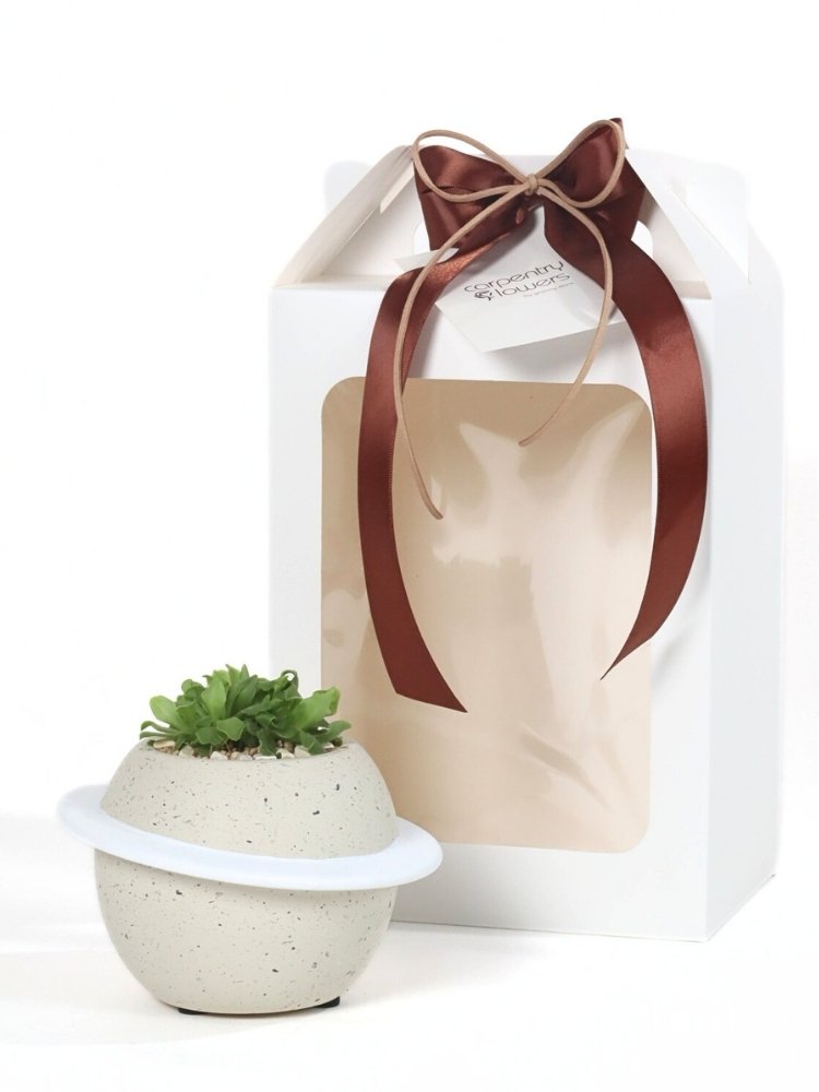 
                      
                        Sunlit Bloom - Plant Gift
                      
                    