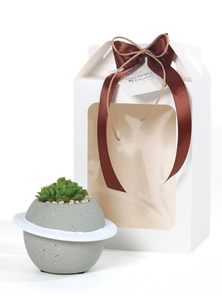 
                      
                        Sunlit Bloom - Plant Gift
                      
                    