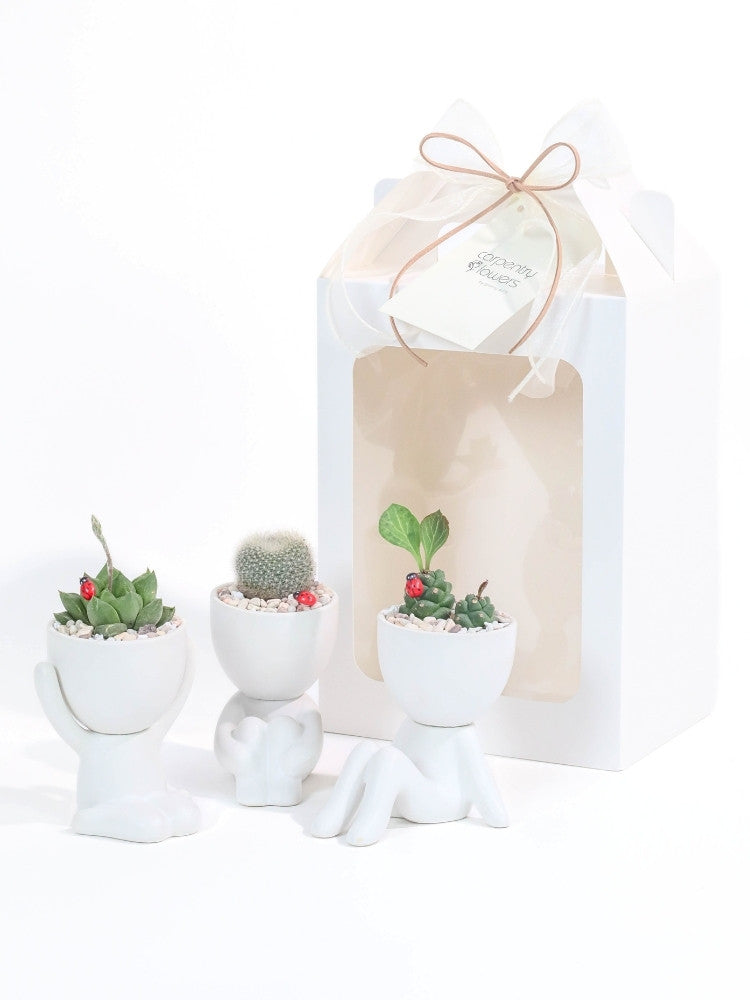 Those Days Plant Gift delivery Kuala Lumpur & Selangor