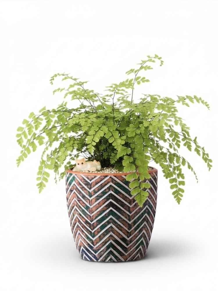 Urban Zen Potted Plant delivery Kuala Lumpur & Selangor