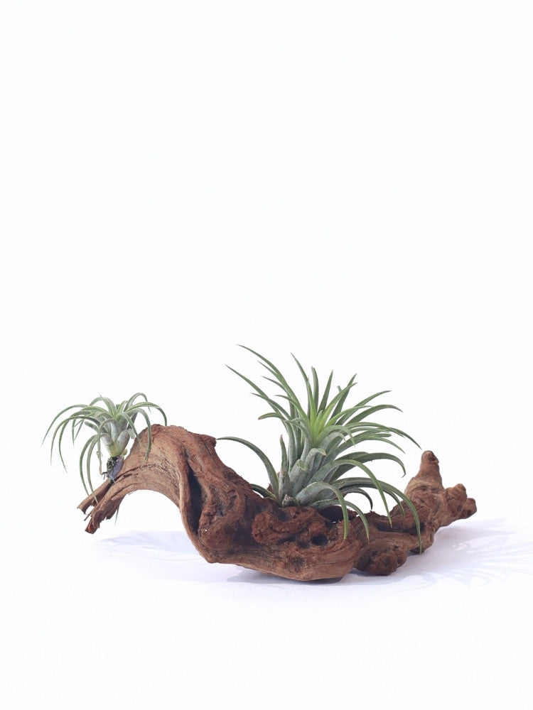 Woodland Breeze Air Plant delivery KL