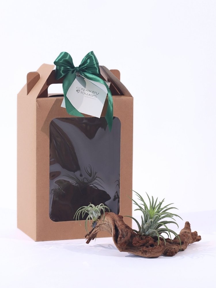 Woodland Breeze Air Plant Gift delivery KL