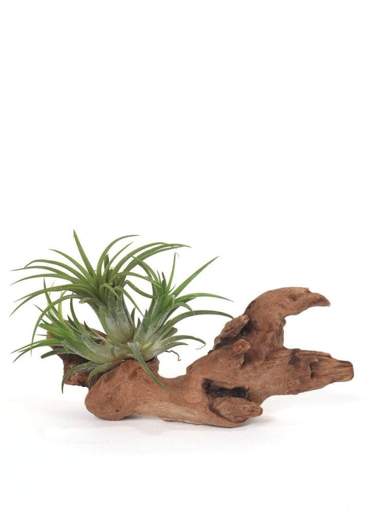 Woodland Breeze Air Plant Gift delivery Kuala Lumpur