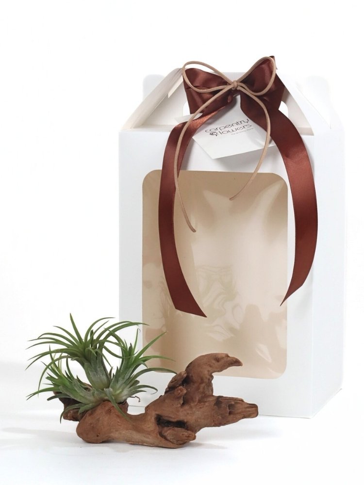 Woodland Breeze Plant Gift delivery Kuala Lumpur